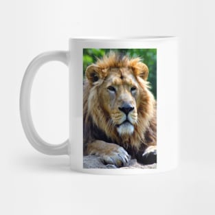 Asiatic Lion Panthera Leo Persica Big Cat Male Mug